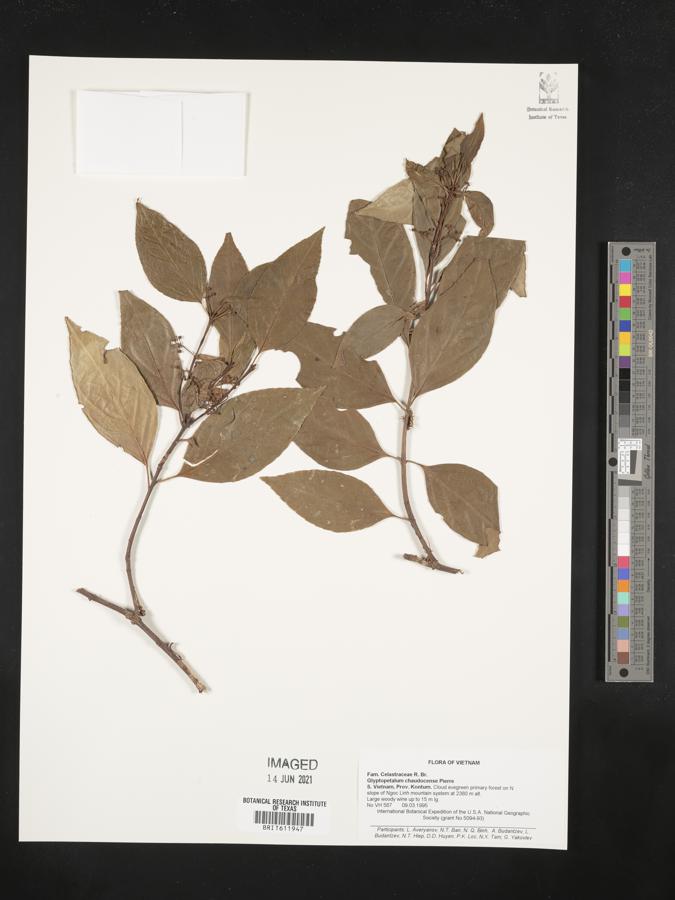 Euonymus chaudocensis image