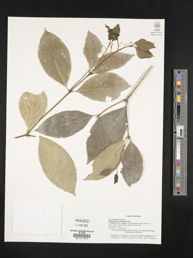 Euonymus gracilipes image