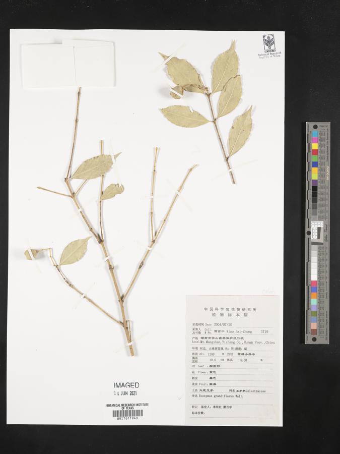 Euonymus grandiflorus image