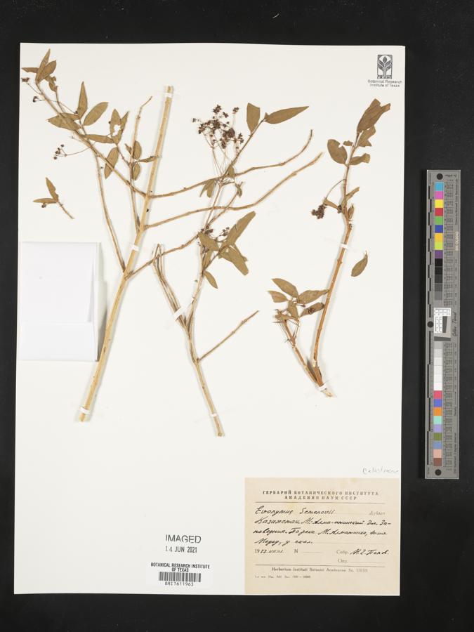 Euonymus semenovii image
