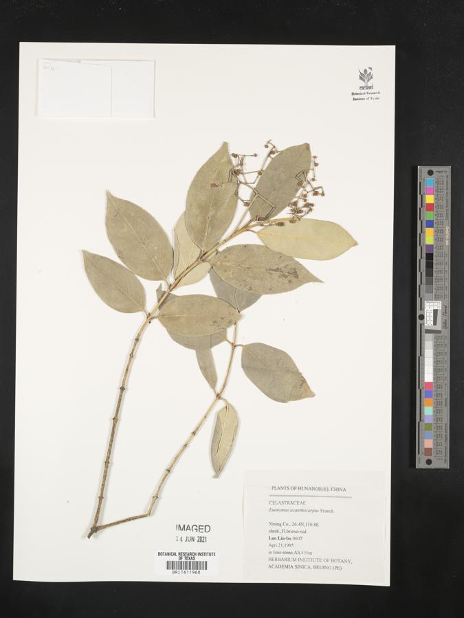 Euonymus acanthocarpus image