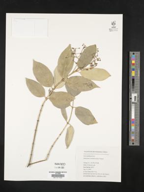 Image of Euonymus acanthocarpus