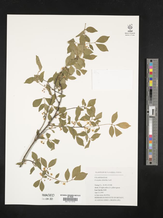 Euonymus distichus image