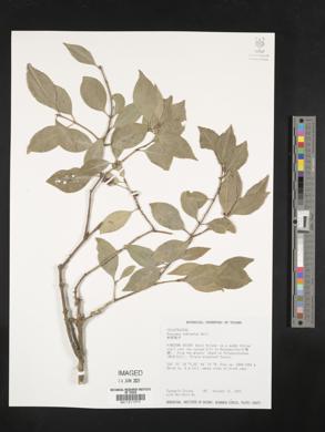Euonymus echinatus image