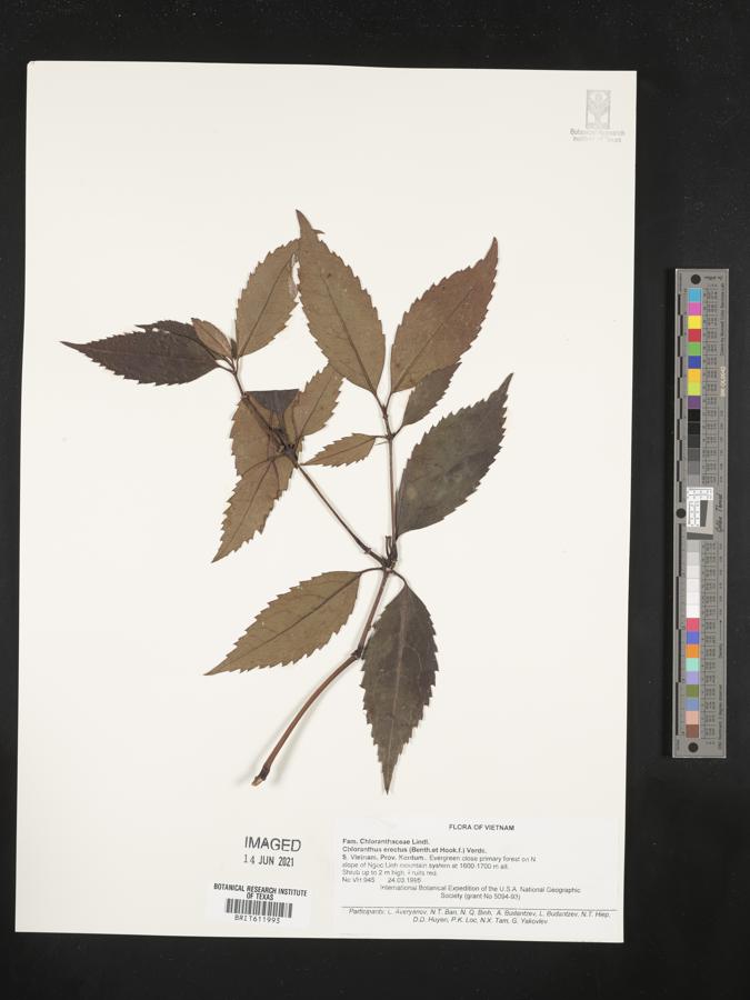 Chloranthus elatior image