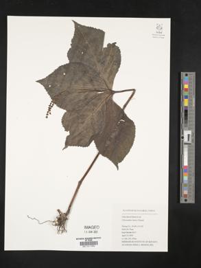 Chloranthus henryi image