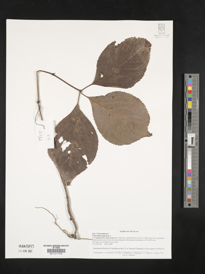 Chloranthus japonicus image