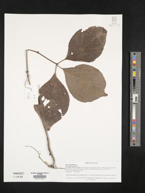 Chloranthus japonicus image