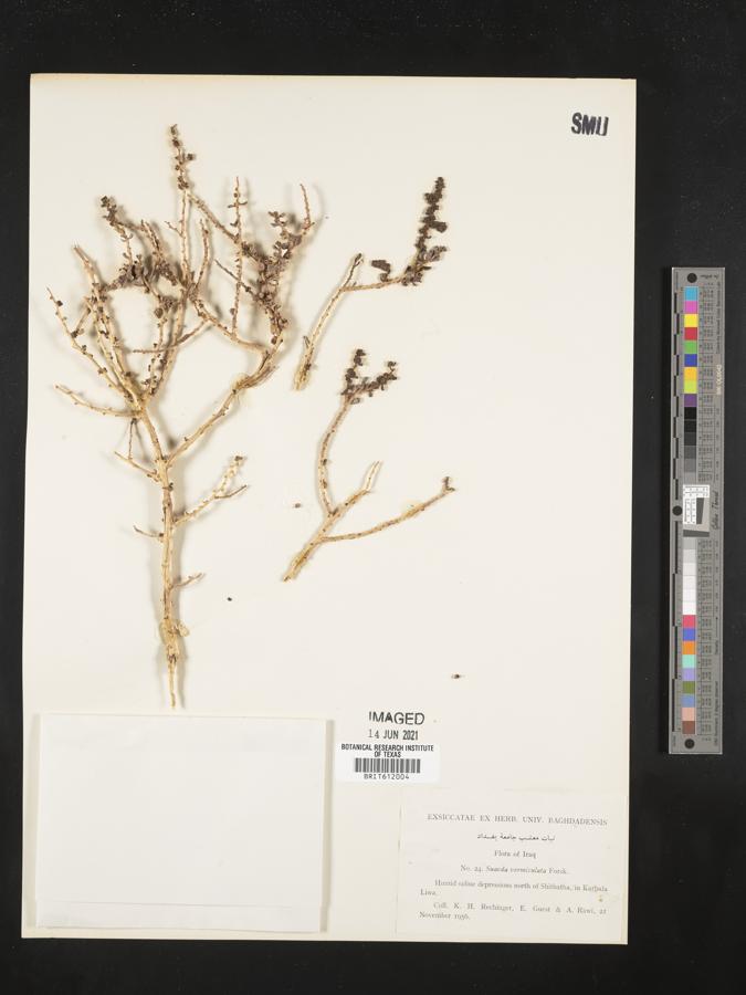 Suaeda vermiculata image