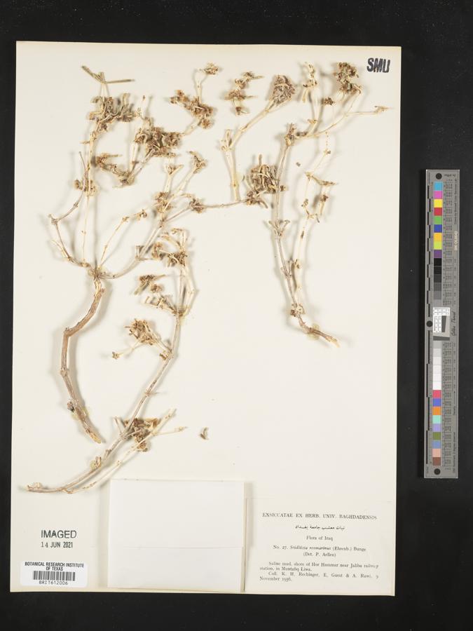 Soda rosmarinus image