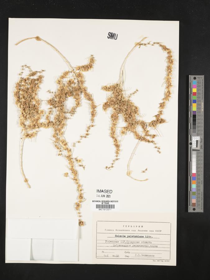 Salsola paletzkiana image