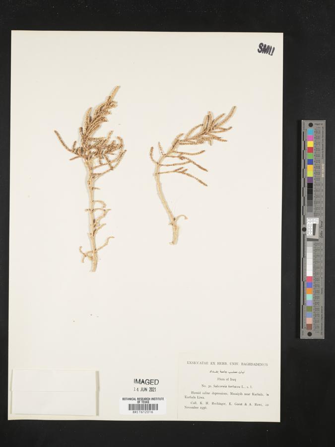 Salicornia herbacea image