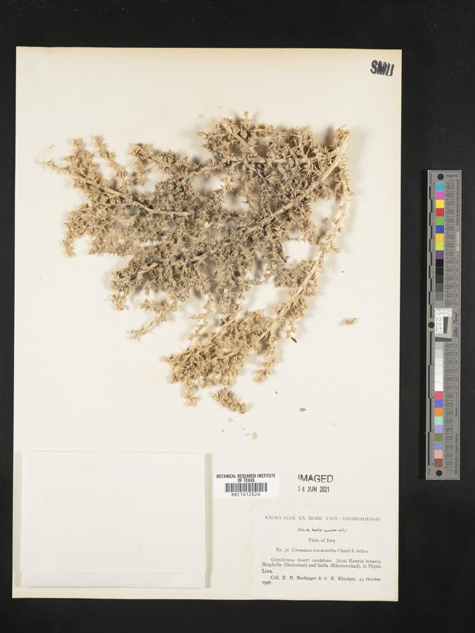Cornulaca leucacantha image
