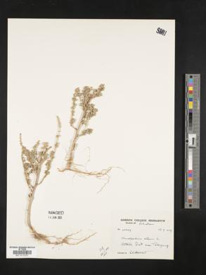 Chenopodium album image