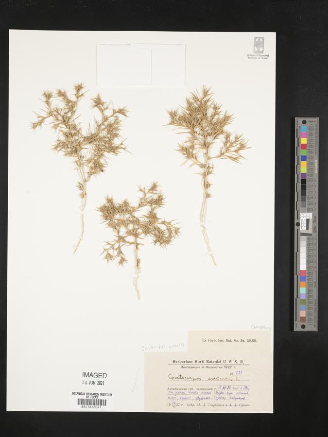 Ceratocarpus arenarius image