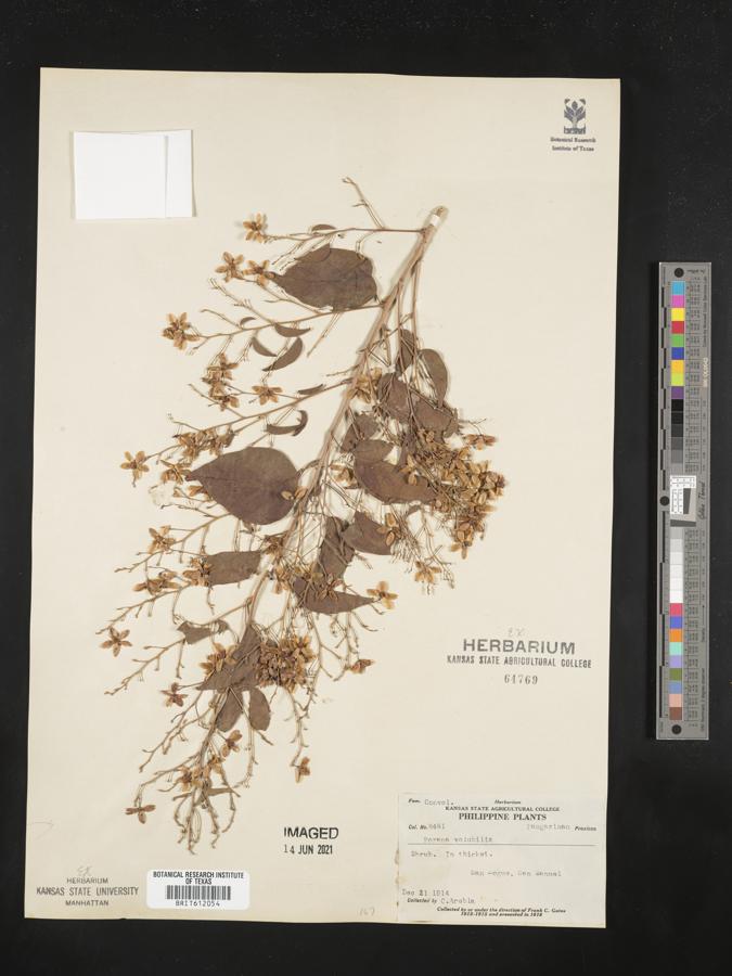 Porana volubilis image
