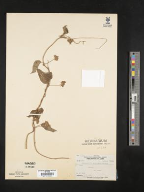 Jacquemontia paniculata image