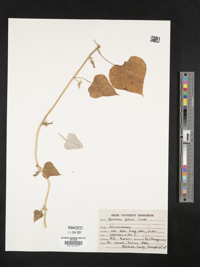 Ipomoea pilosa image