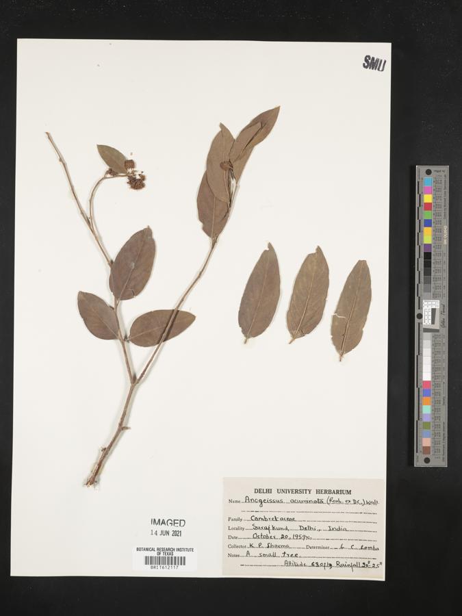 Anogeissus acuminata image