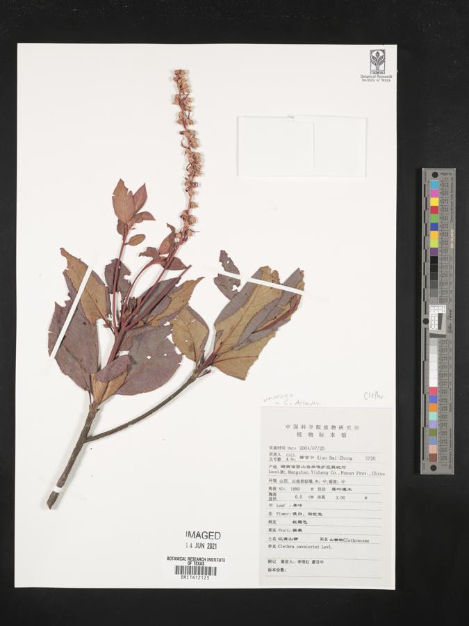 Clethra delavayi image