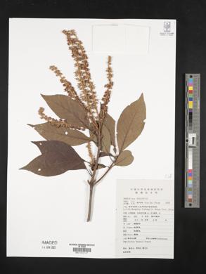 Image of Clethra fargesii
