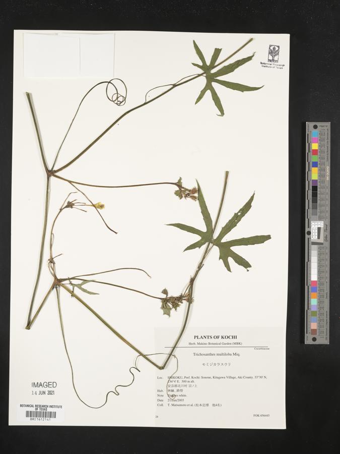 Trichosanthes multiloba image