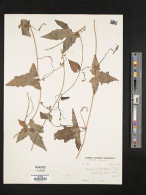 Melothria heterophylla image