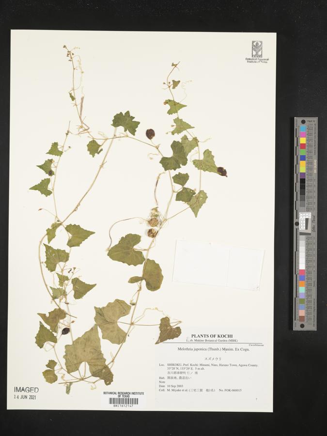 Zehneria japonica image