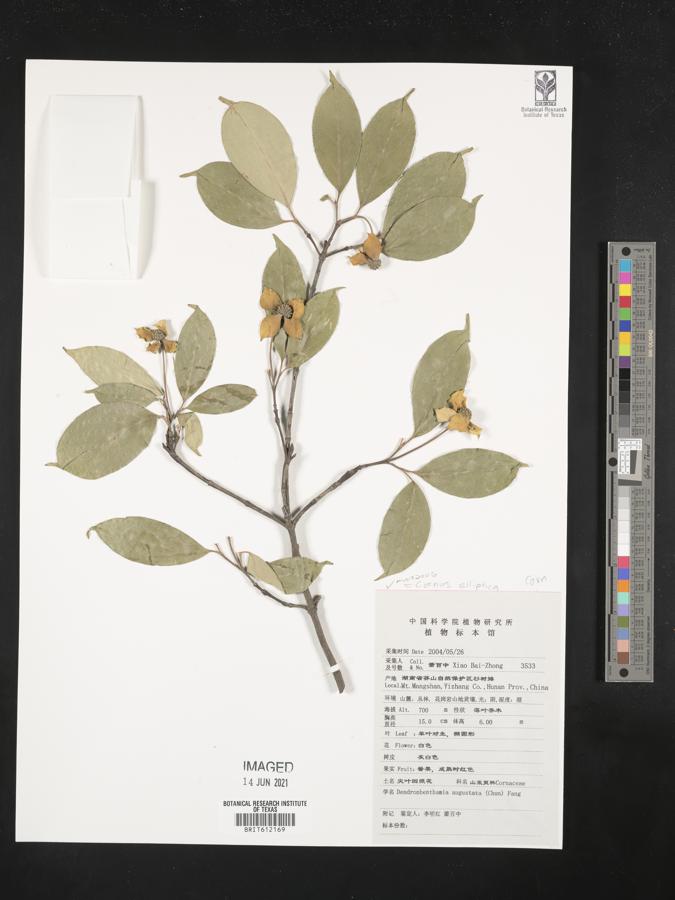 Cornus capitata subsp. angustata image