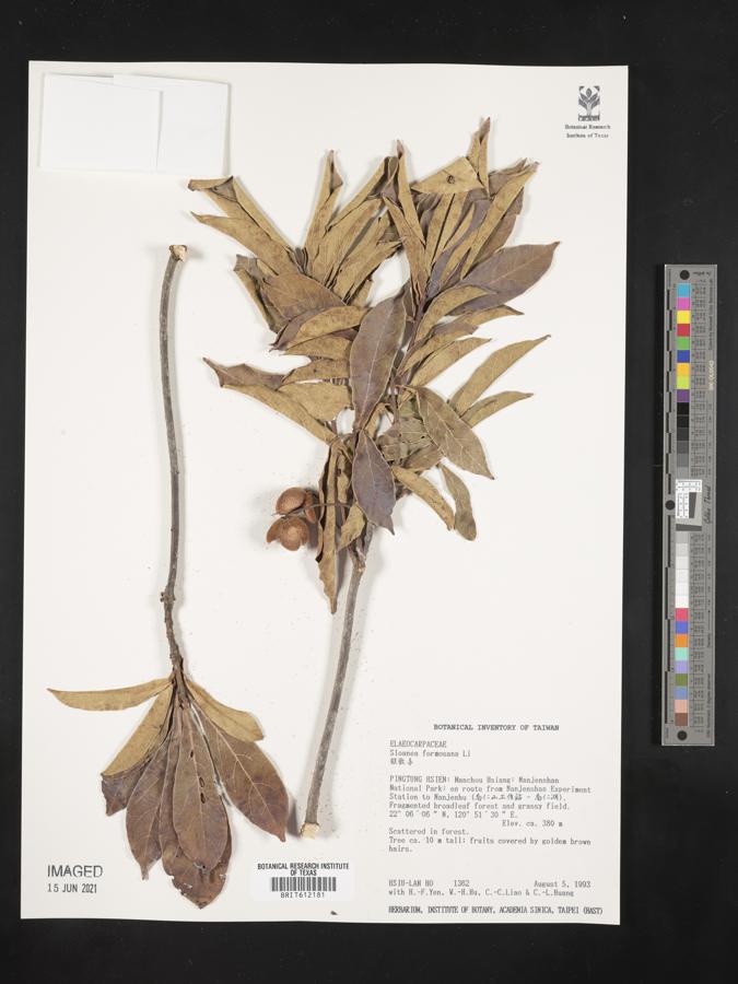 Sloanea dasycarpa image