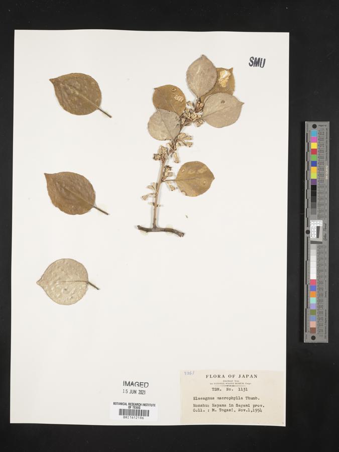 Elaeagnus macrophylla image