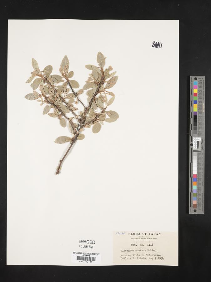 Elaeagnus montana image