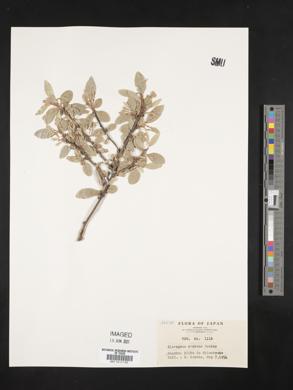 Image of Elaeagnus montana