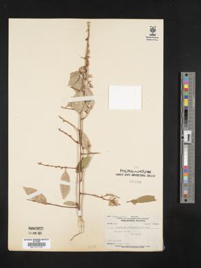 Image of Elaeagnus philippensis