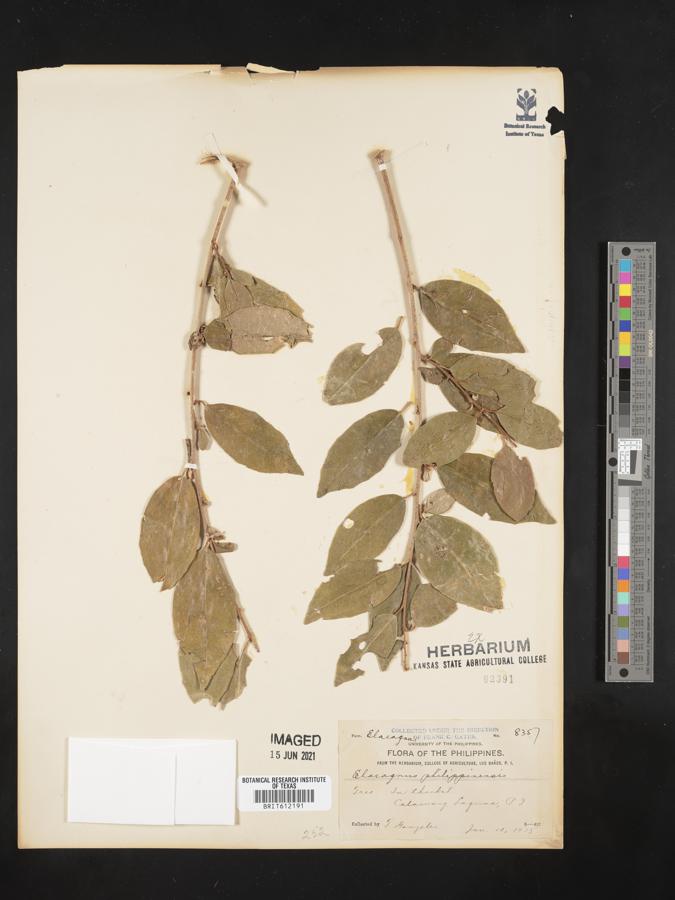 Elaeagnus philippensis image