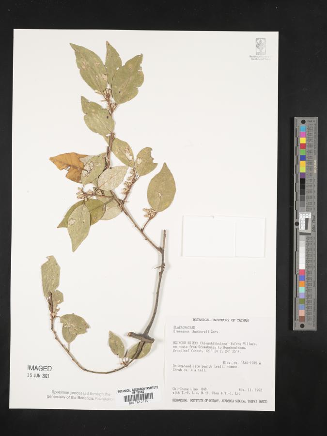 Elaeagnus thunbergii image