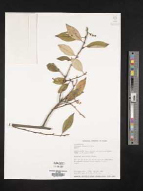 Elaeagnus thunbergii image