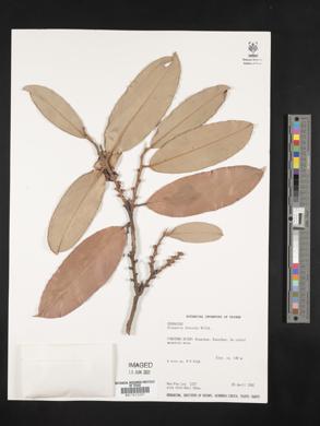 Diospyros blancoi image