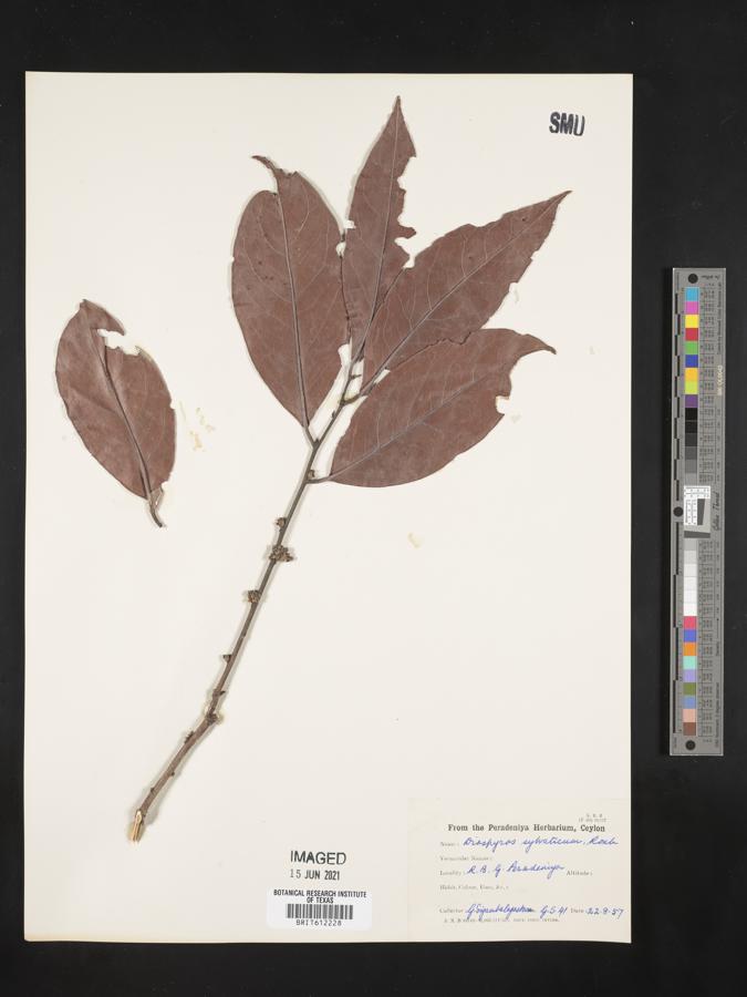 Diospyros sylvatica image