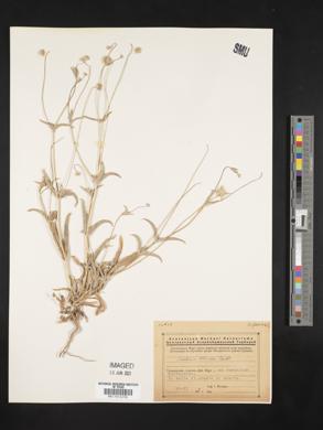 Lomelosia olivieri image