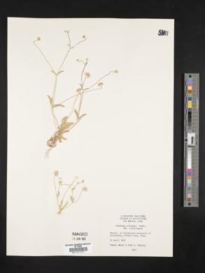 Image of Lomelosia olivieri