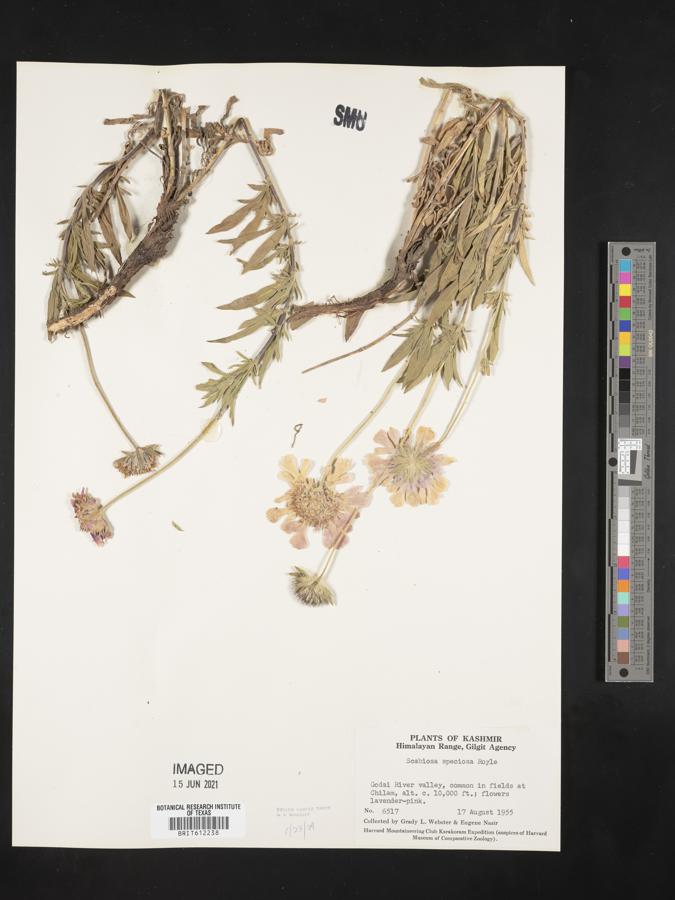 Lomelosia speciosa image