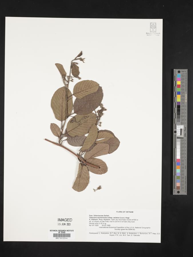 Tetracera sarmentosa image
