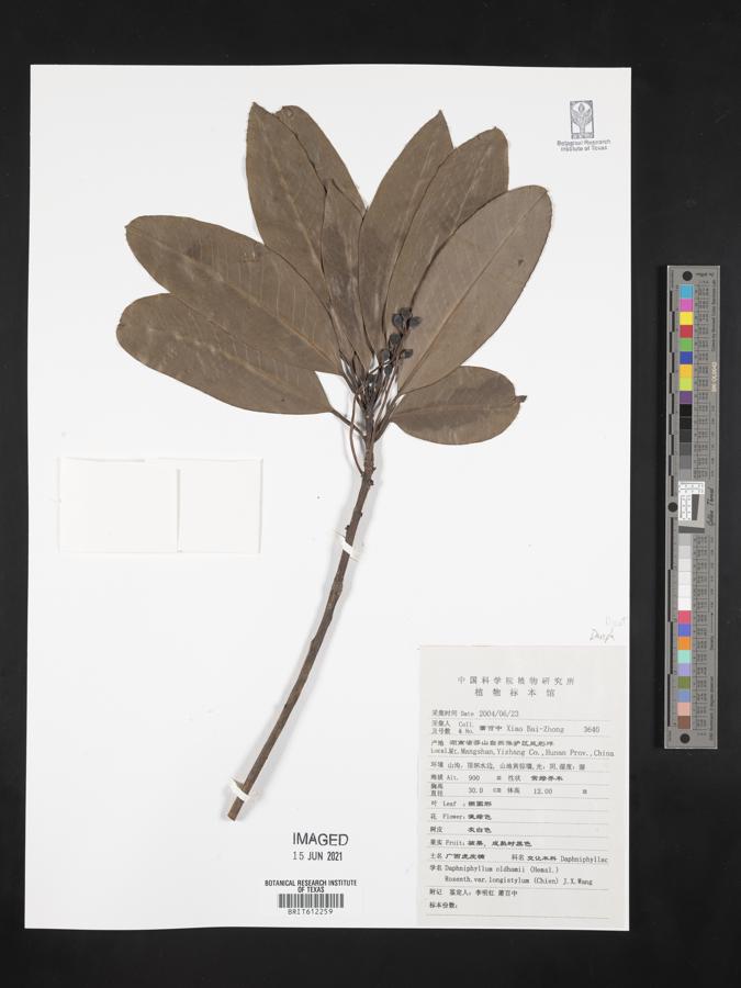 Daphniphyllum pentandrum image