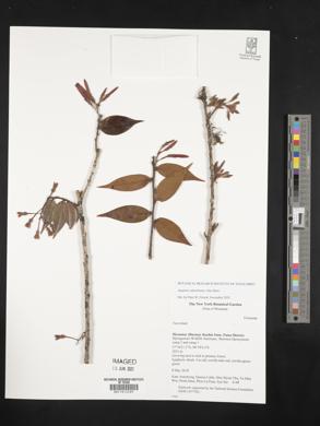 Image of Agapetes adenobotrys