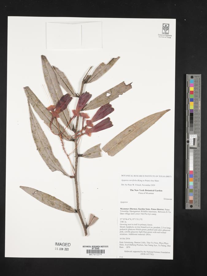 Agapetes neriifolia image