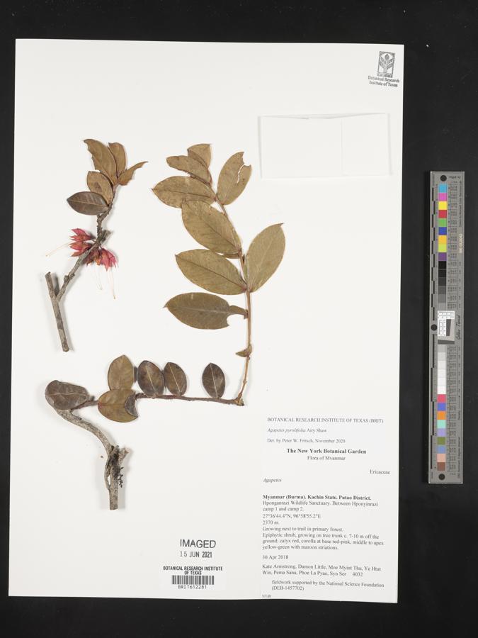 Agapetes pyrolifolia image