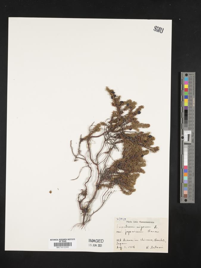 Empetrum nigrum subsp. asiaticum image