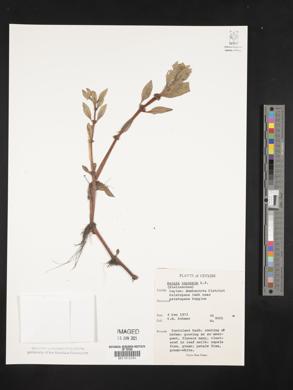 Bergia capensis image