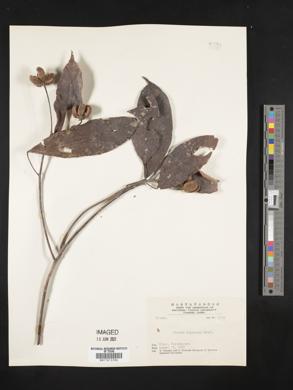 Image of Sloanea dasycarpa